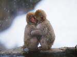 Обнимающиеся обезьянки