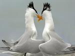 Влюбленные птицы