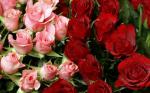 Розовые и бардовые розы